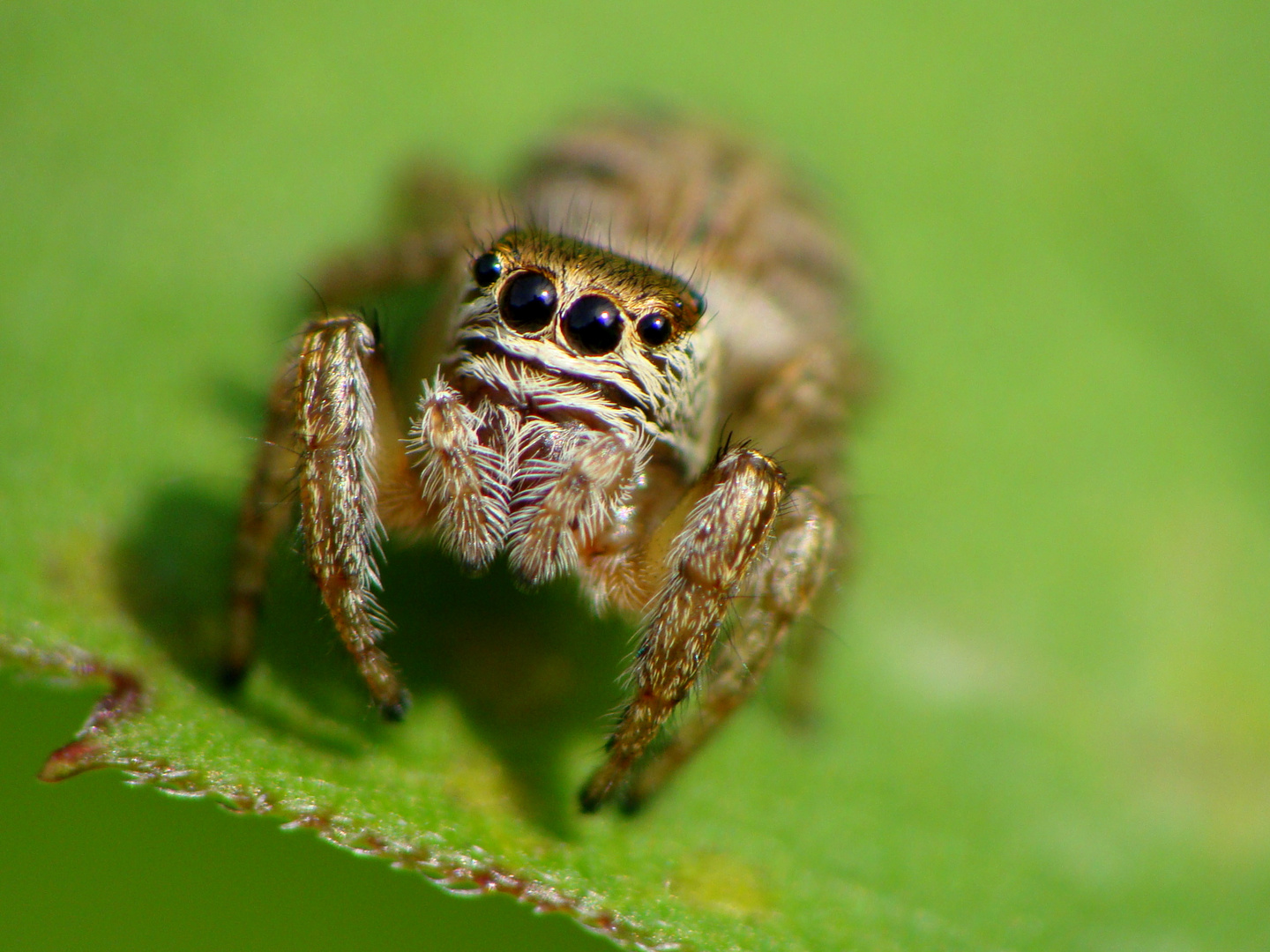 Salticidae sp.