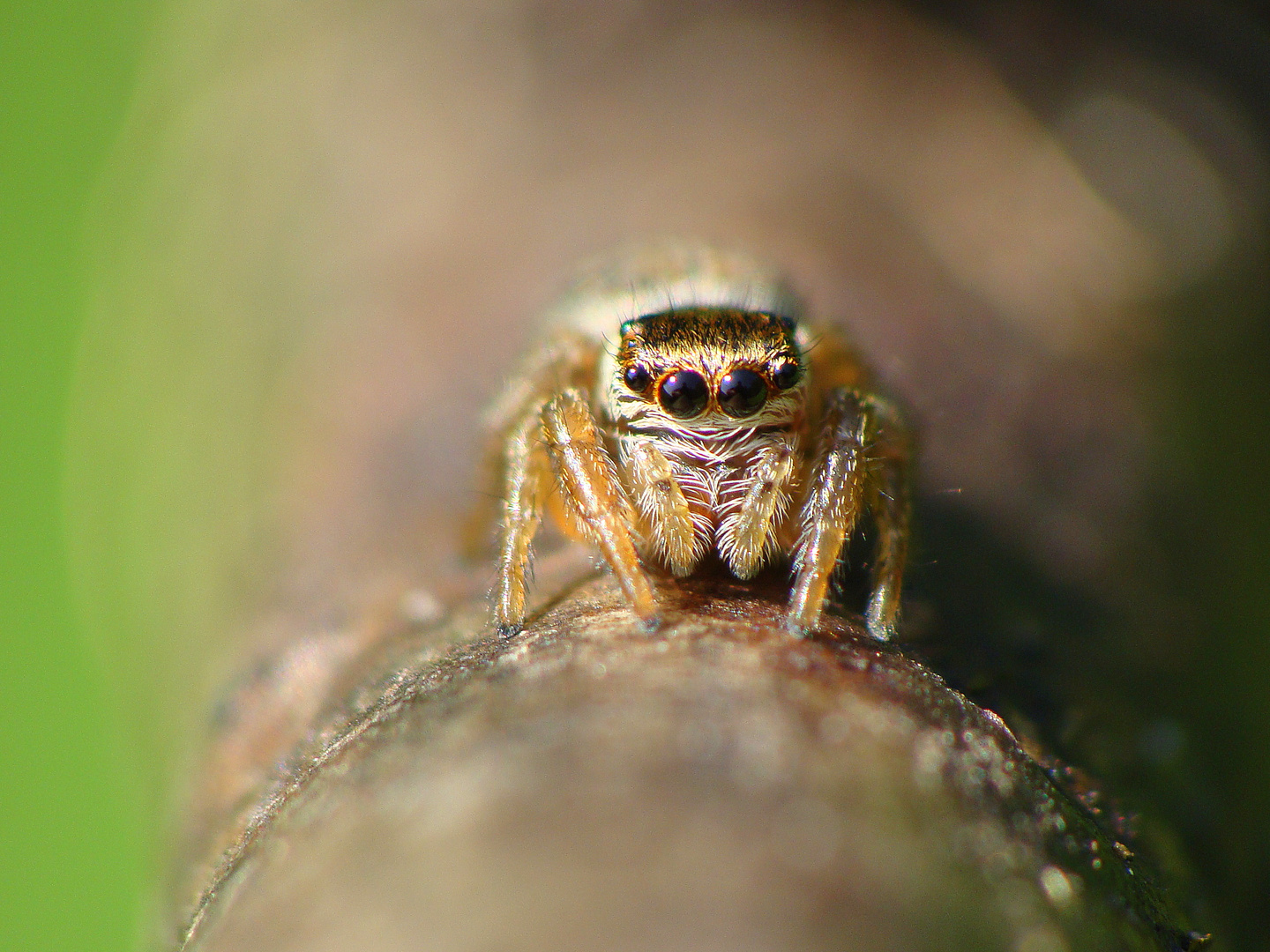 Salticidae sp.