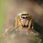 Salticidae sp.