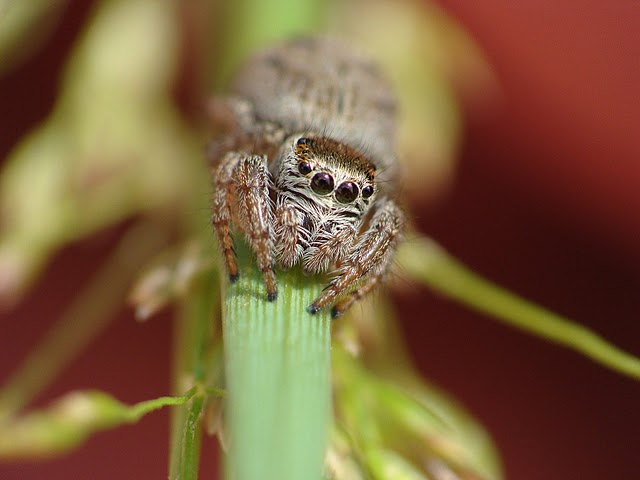 Salticidae sp.