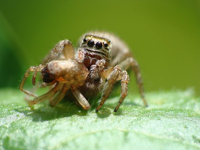 Salticidae sp.