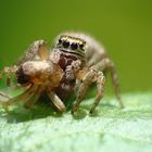 Salticidae sp.