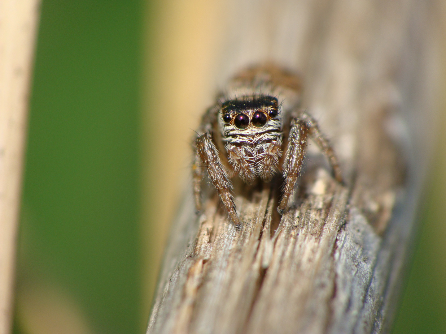 Salticidae sp.