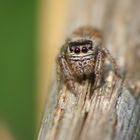 Salticidae sp.