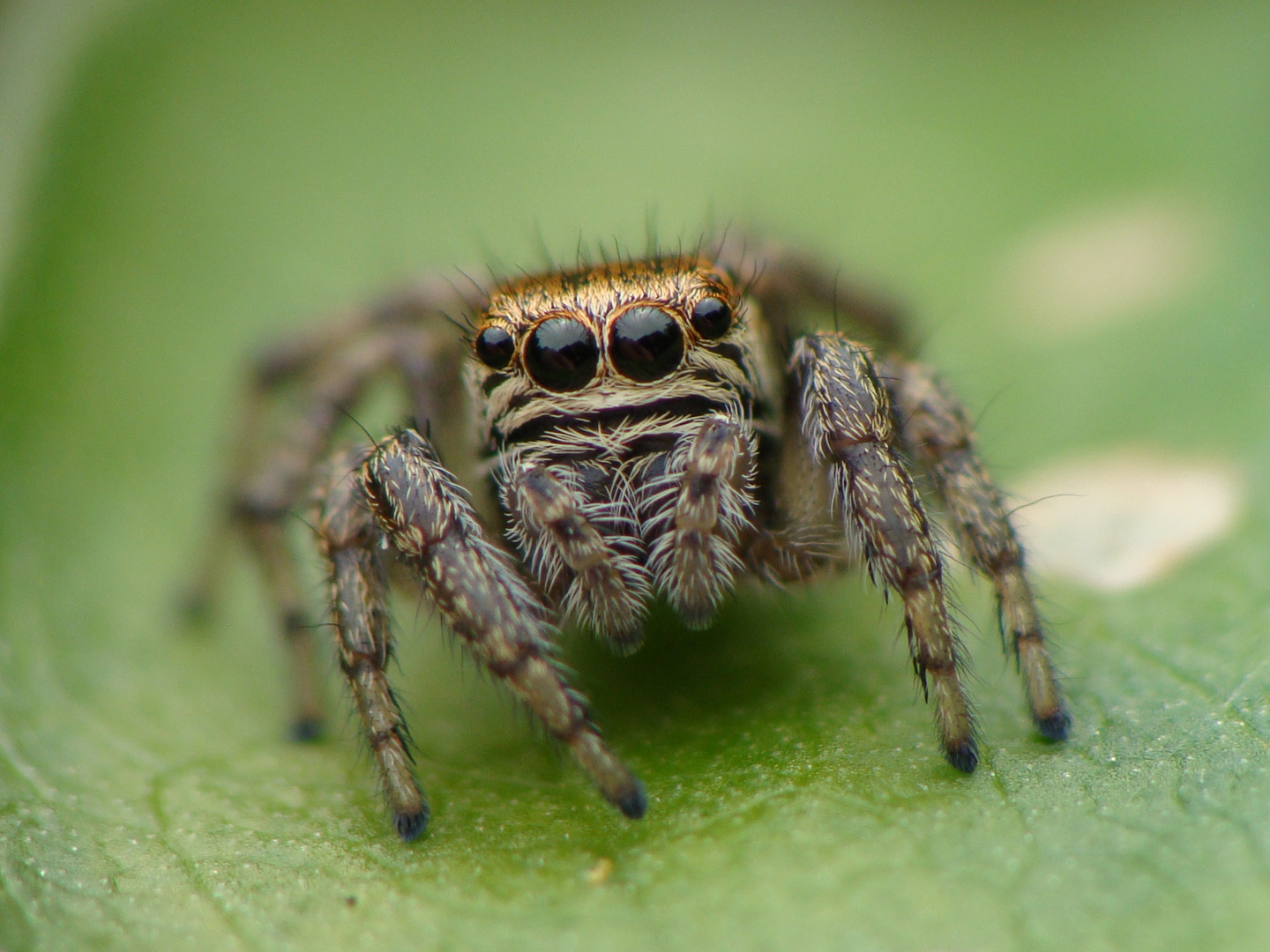 Salticidae sp.