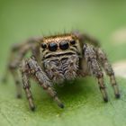 Salticidae sp.