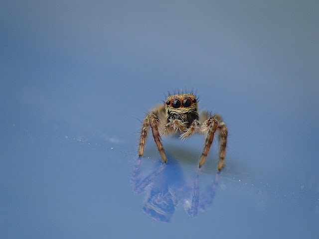 Salticidae sp.