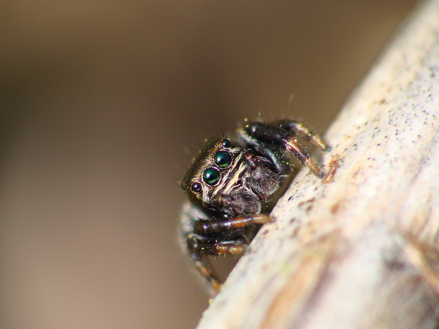 Salticidae sp.