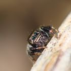 Salticidae sp.