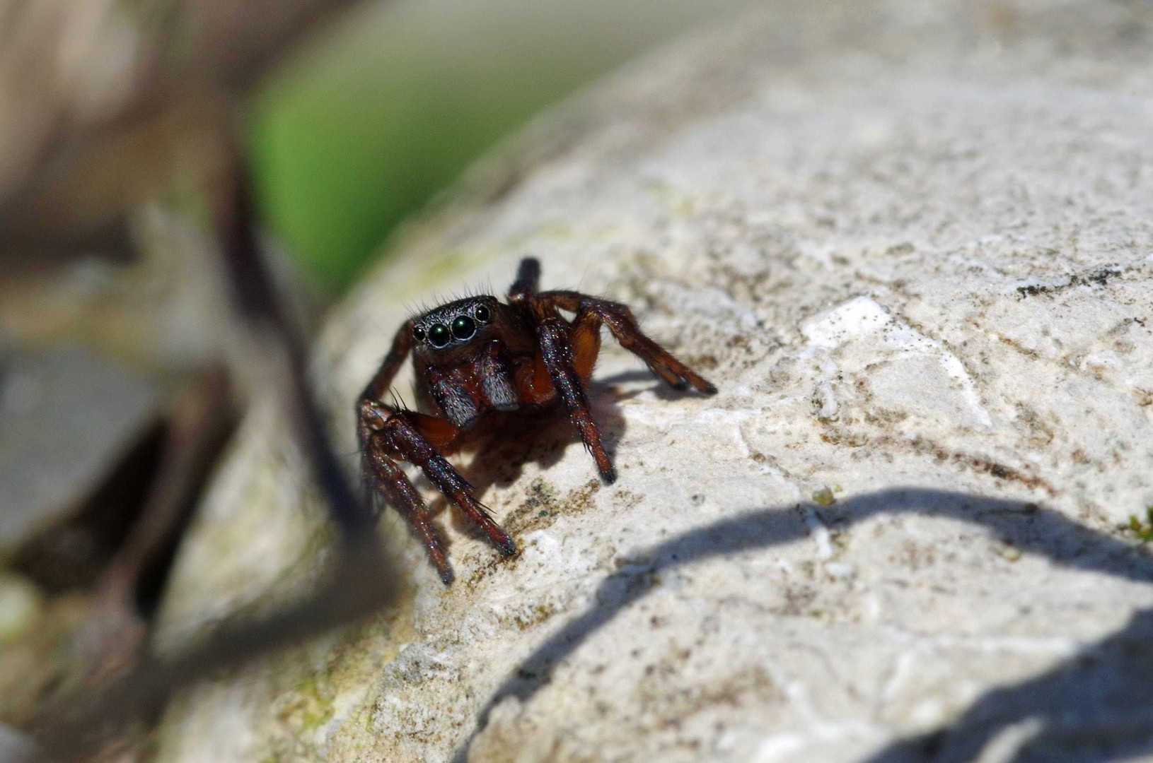 Salticidae - Springspinne