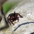 Salticidae - Springspinne