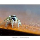 Salticidae - Zebraspringspinne