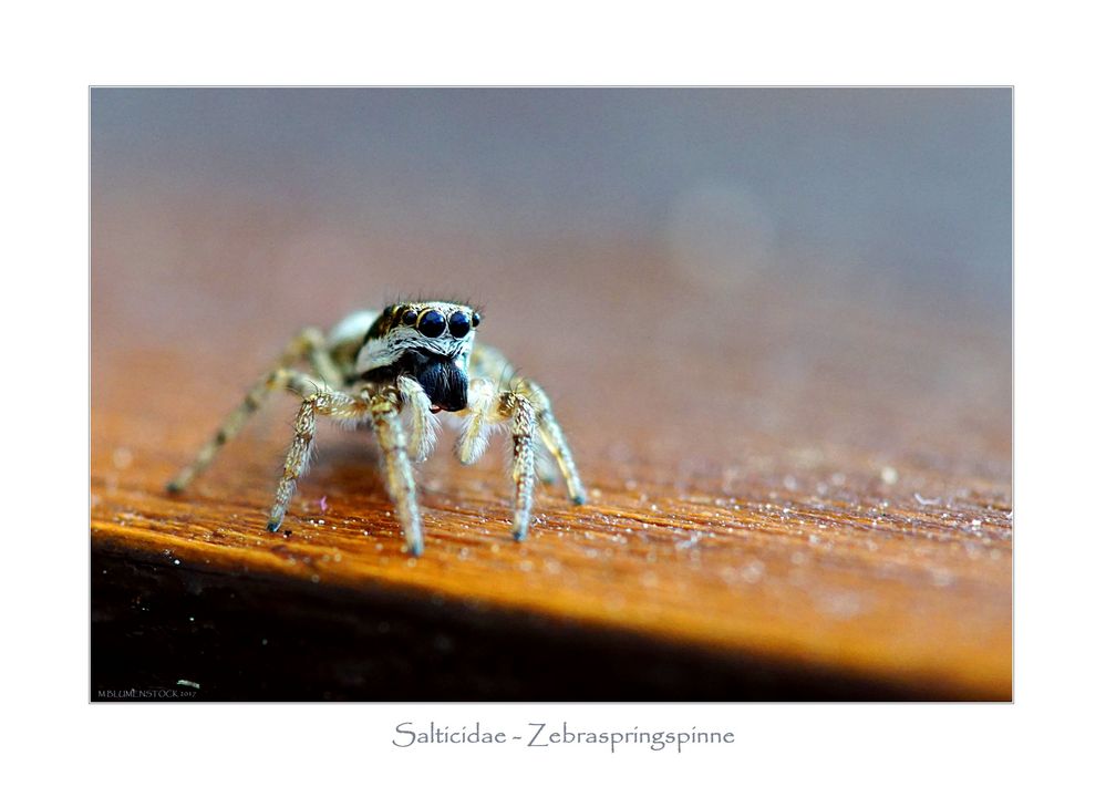 Salticidae - Zebraspringspinne