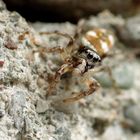 Salticidae - Zebraspringspinne