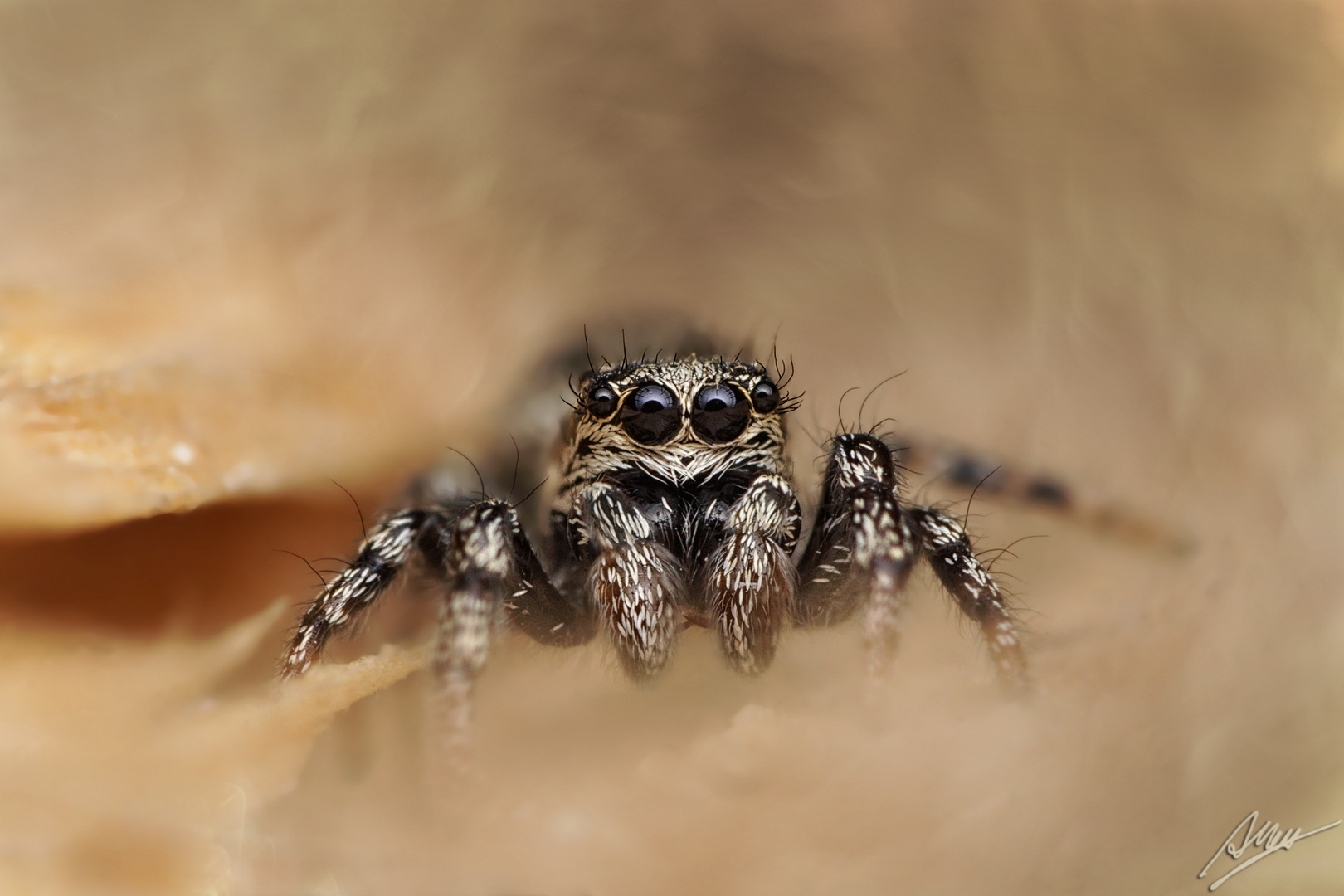 Salticus cingulatus Weibchen