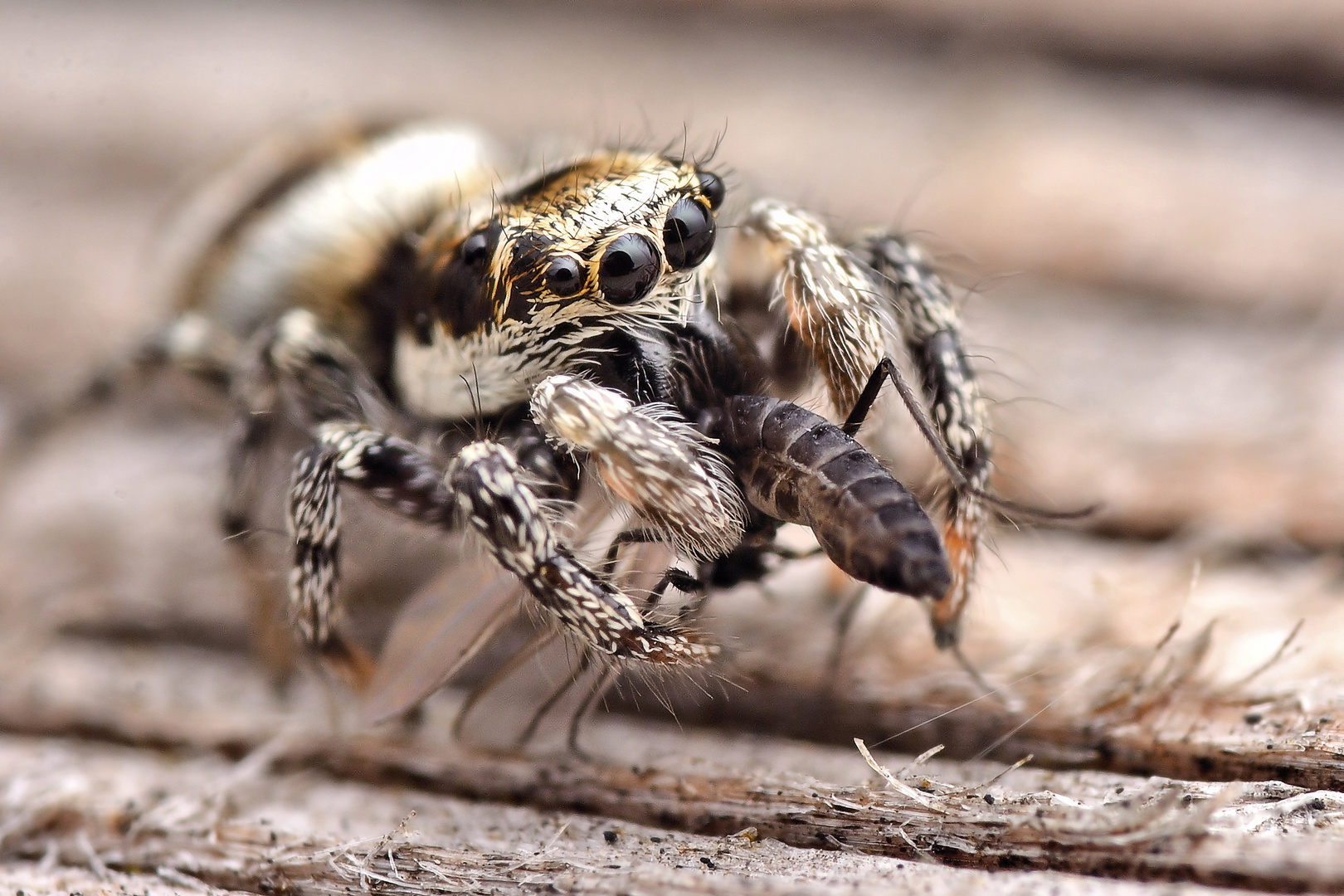 Salticus scenicus female with prey