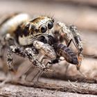 Salticus scenicus female with prey