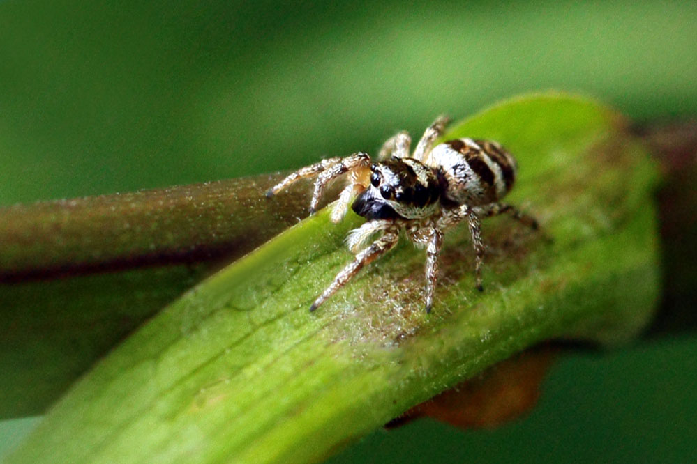 Salticus scenicus - mit Sonnenbrille