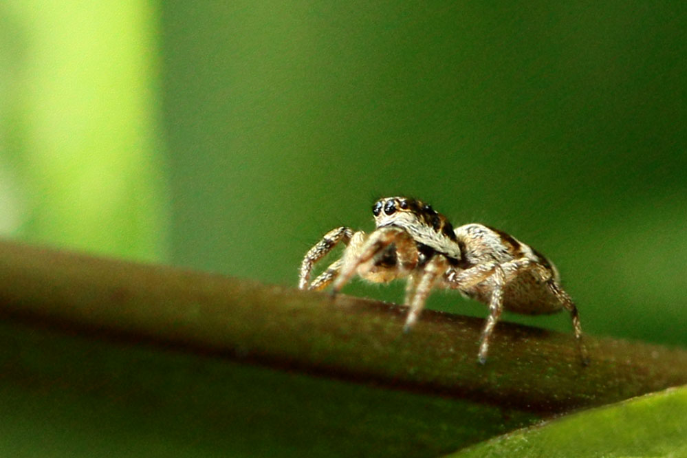 Salticus scenicus - mit Sonnenbrille