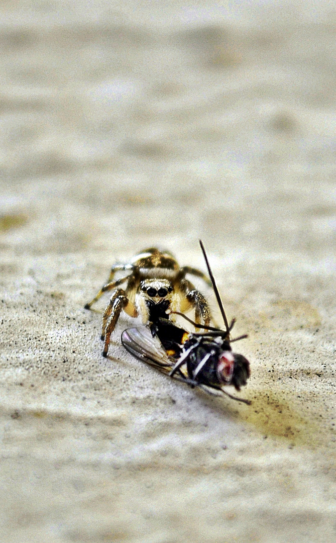 (Salticus scenicus) Zebra-spring-spinne beim Mal