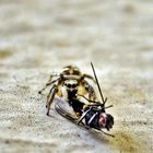 (Salticus scenicus) Zebra-spring-spinne beim Mal