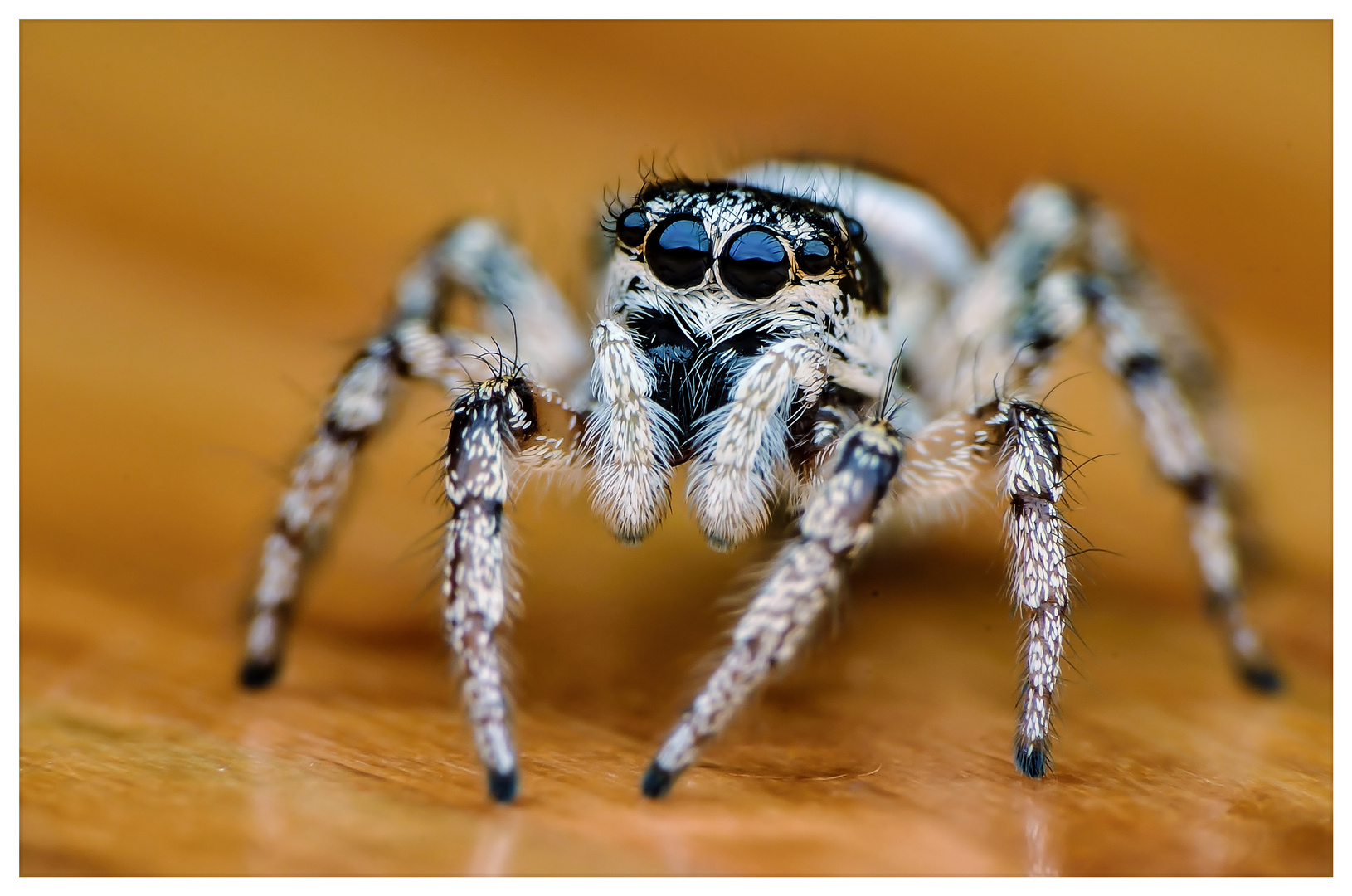 Salticus scenicus(female)