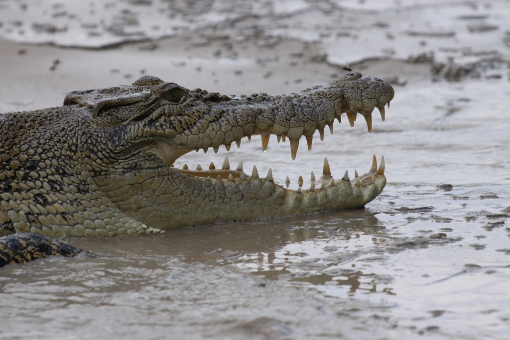 Saltie am East Alligator River