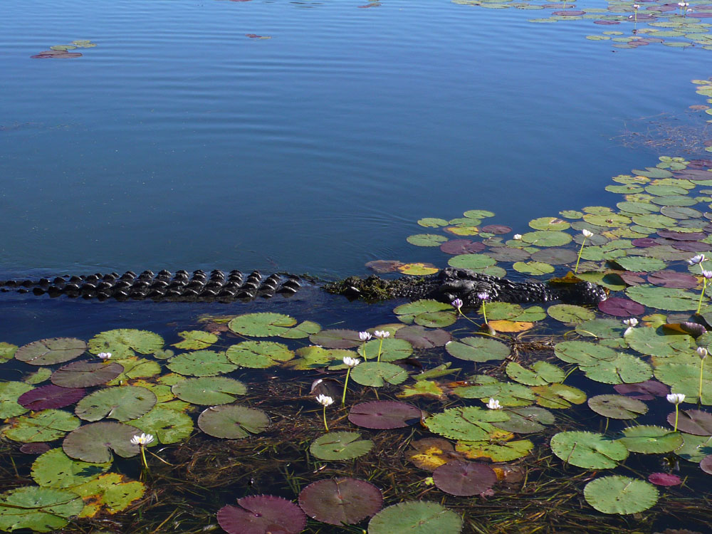 Saltie in Seerosen- Kakadu NP