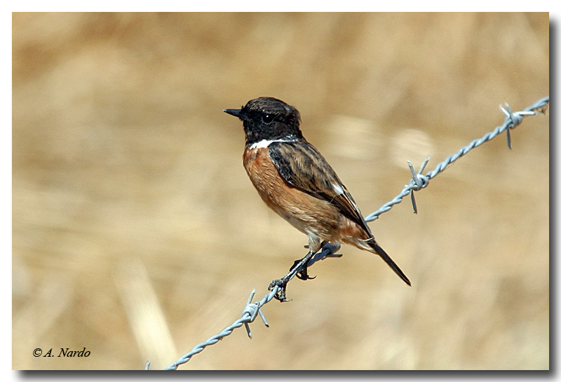 Saltimpalo (Saxicola torquata)