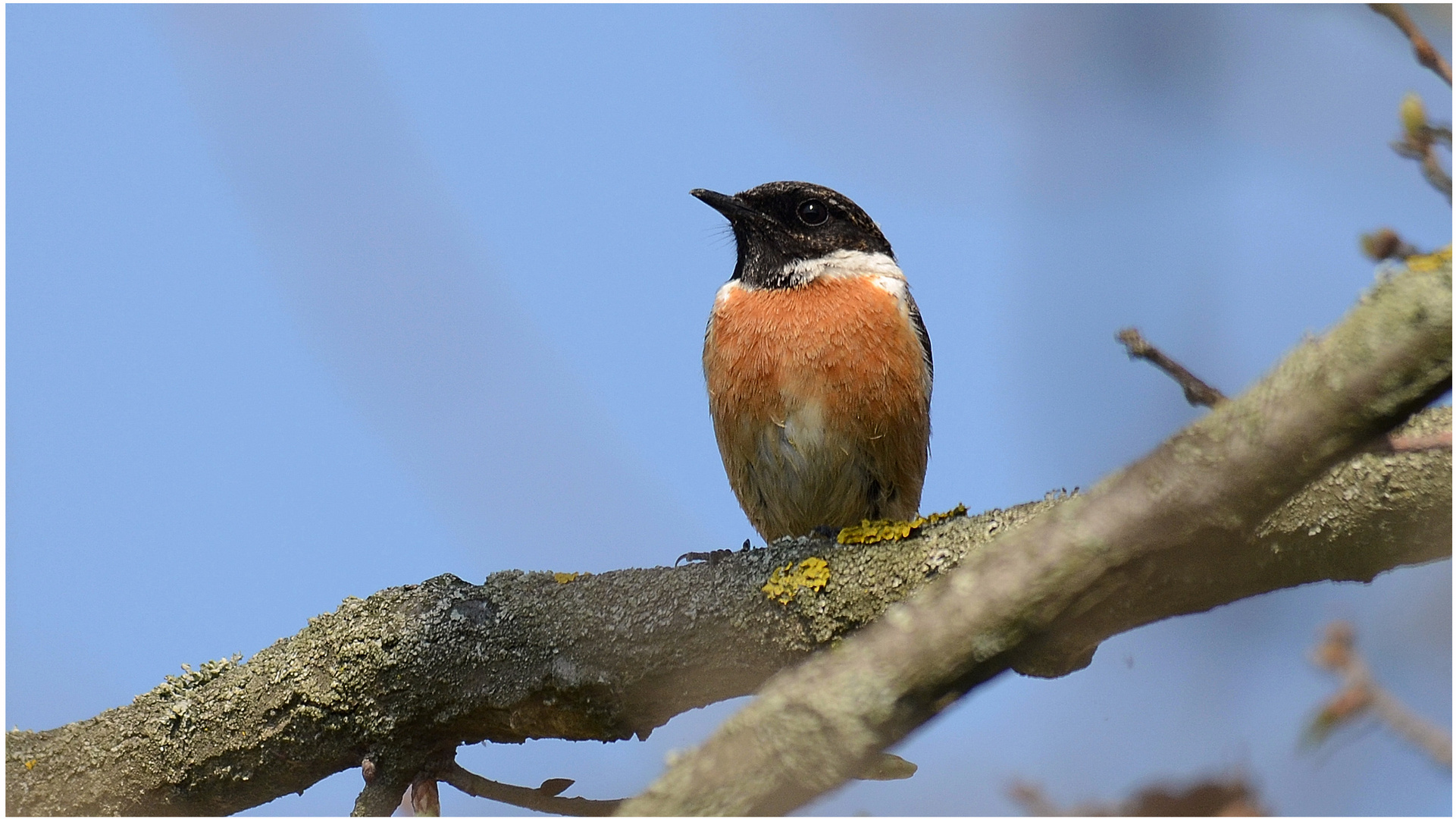 saltimpalo - saxicola torquatus