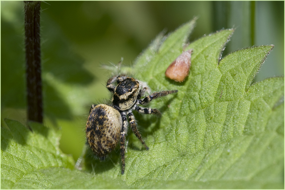 Saltique Carrhotus xanthogramma (8)