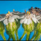 Saltique sur fleur