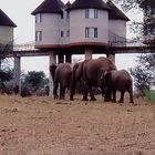 Saltlick Lodge