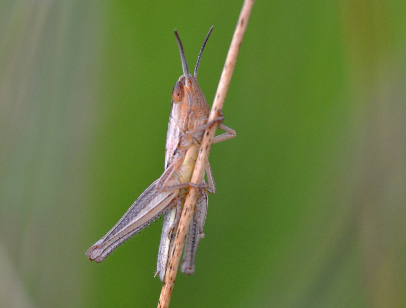 salto con pertiga