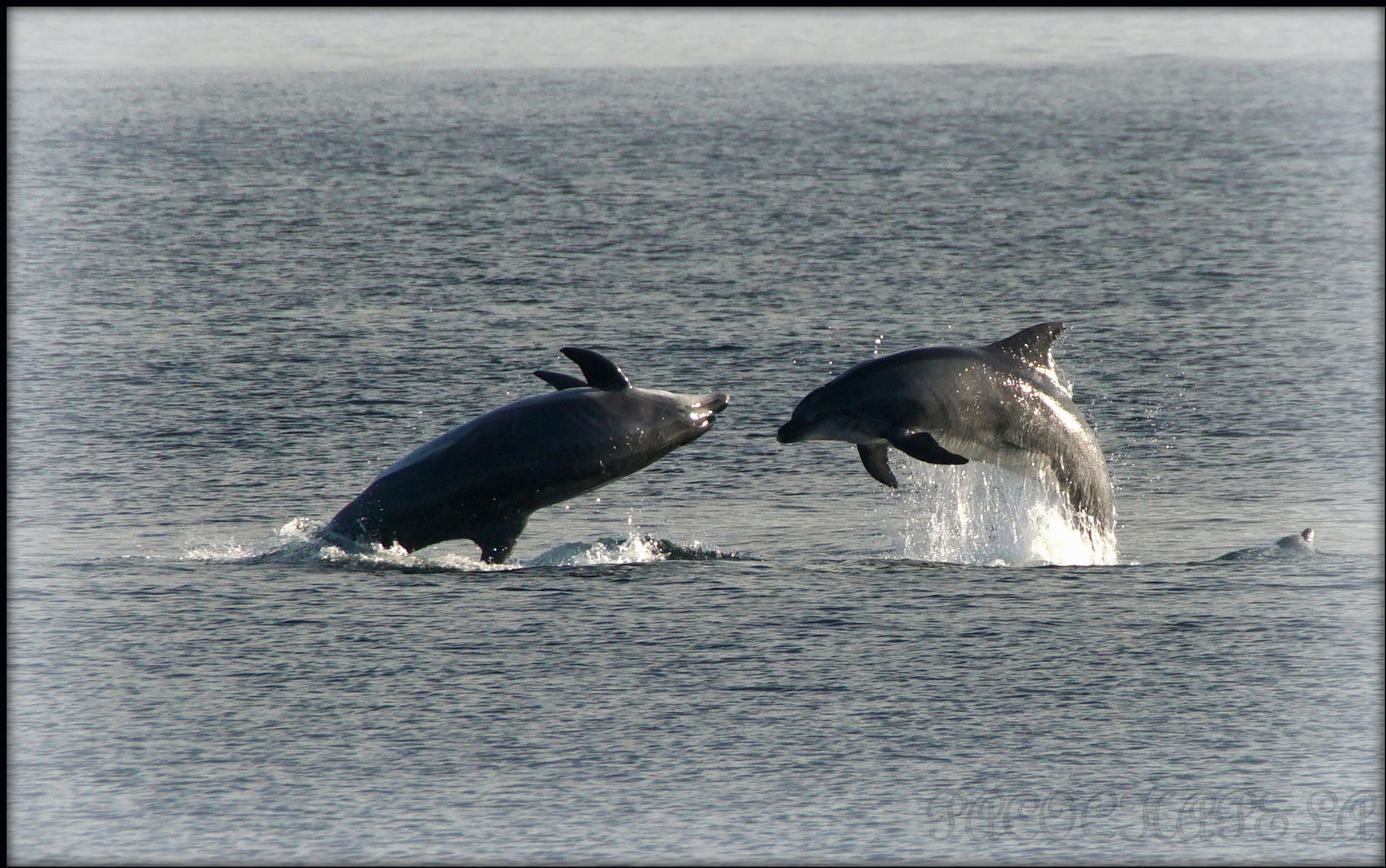 Salto de delfines