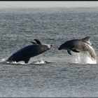 Salto de delfines