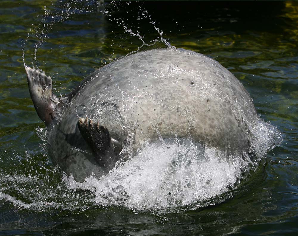 Salto rückwärts im Seehundbecken