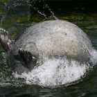 Salto rückwärts im Seehundbecken