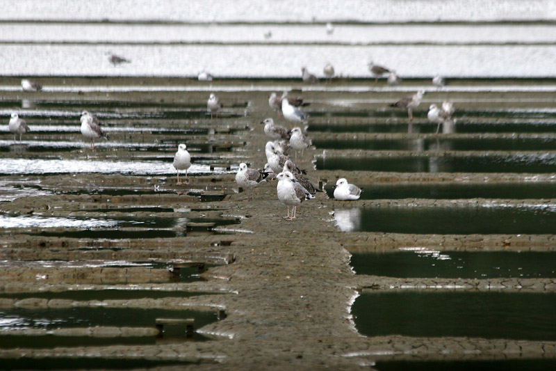 SALTPANS 3