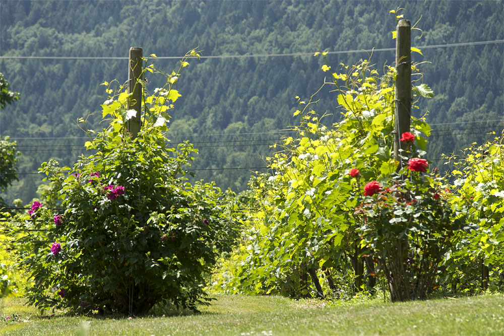 Saltspring Island: vineyard