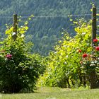 Saltspring Island: vineyard