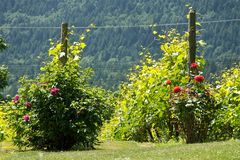 Saltspring Island: vineyard