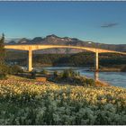 Saltstraumen-Brücke im goldigen Licht der letzten Sonnenstrahlen um 23°° ;  Norwegenreise 2014