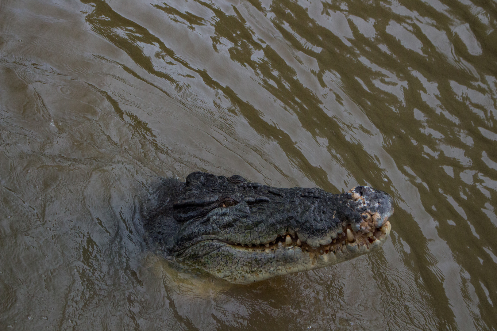 Saltwater Croc, Adelaide River