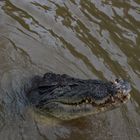 Saltwater Croc, Adelaide River