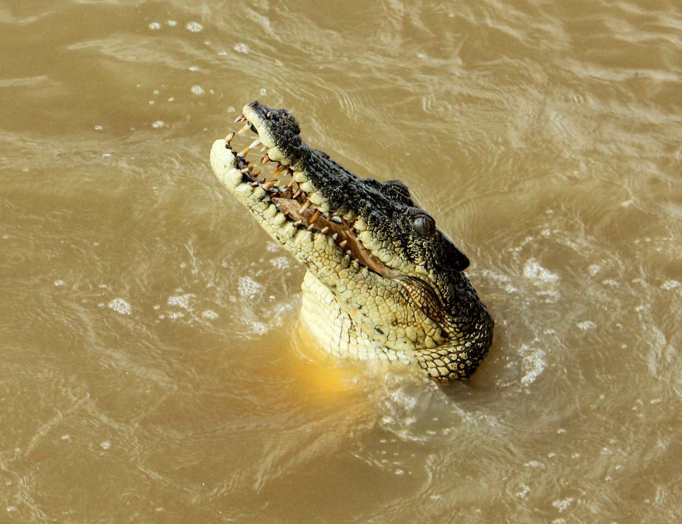 Saltwater Crocodile, Adelaide River