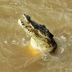 Saltwater Crocodile, Adelaide River
