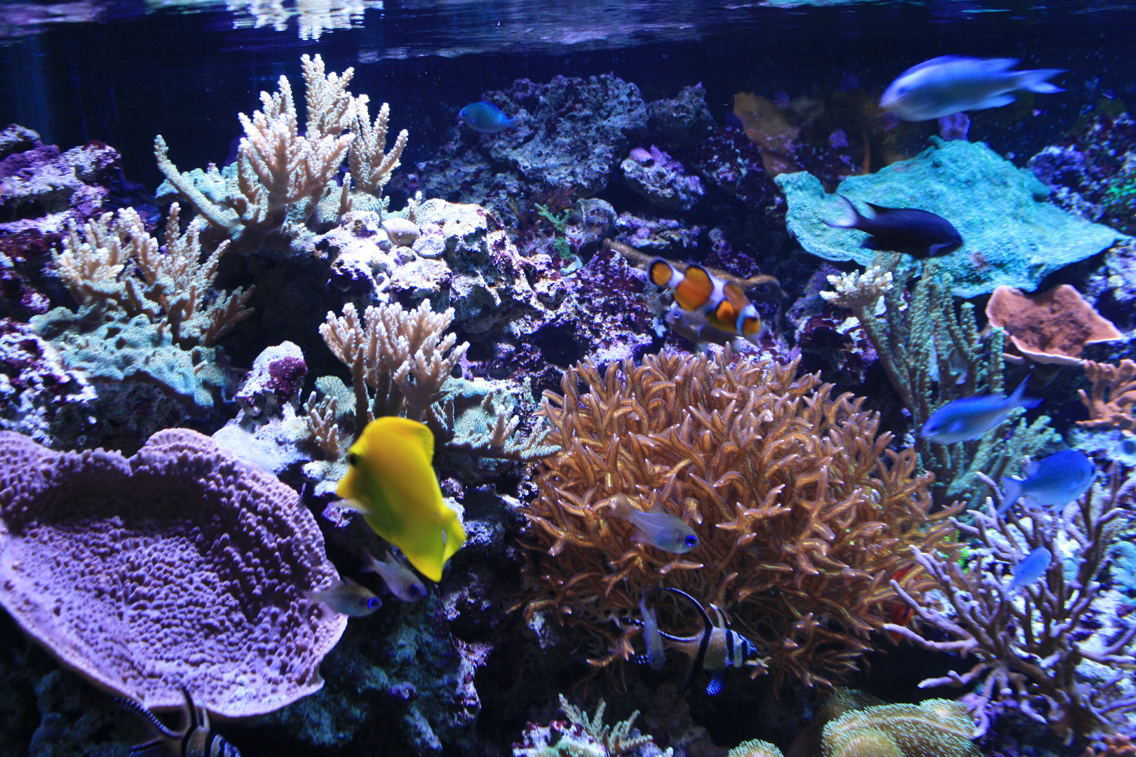 saltwater fishes