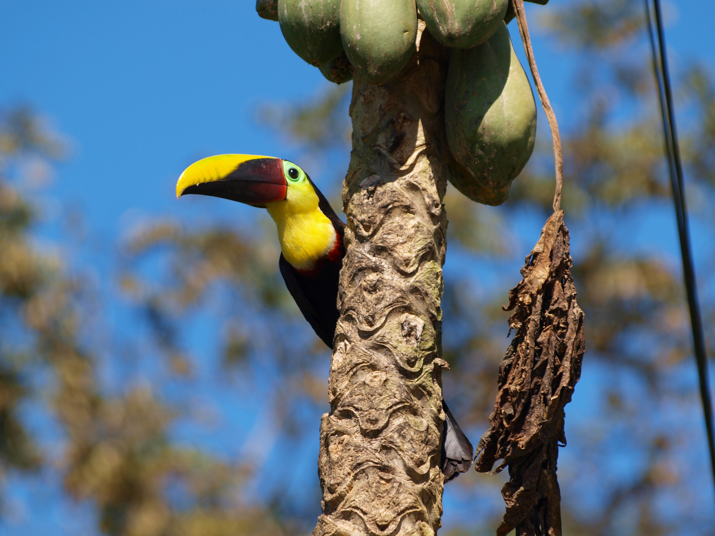 Saludo tucan de Swainson