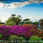 Saludos De Tenerife